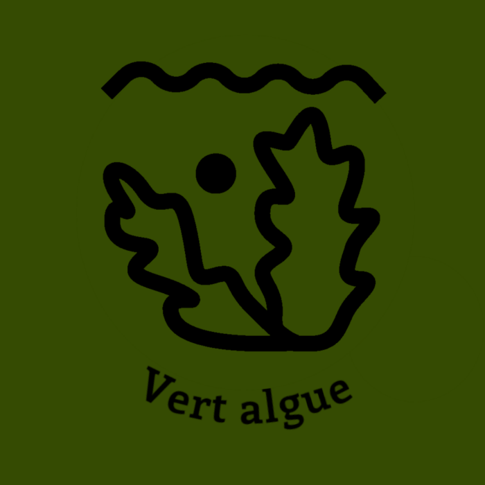 010-1VERT-ALGUE.JPG